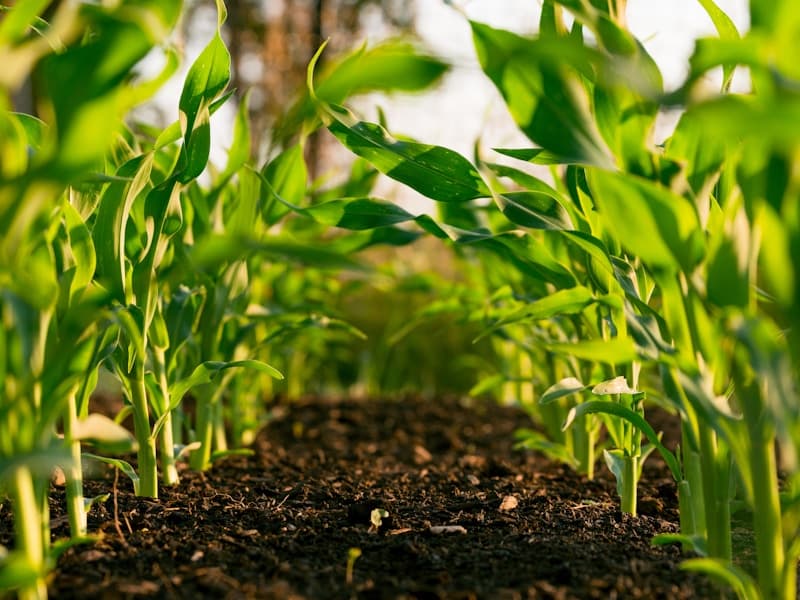 Agricultural Products